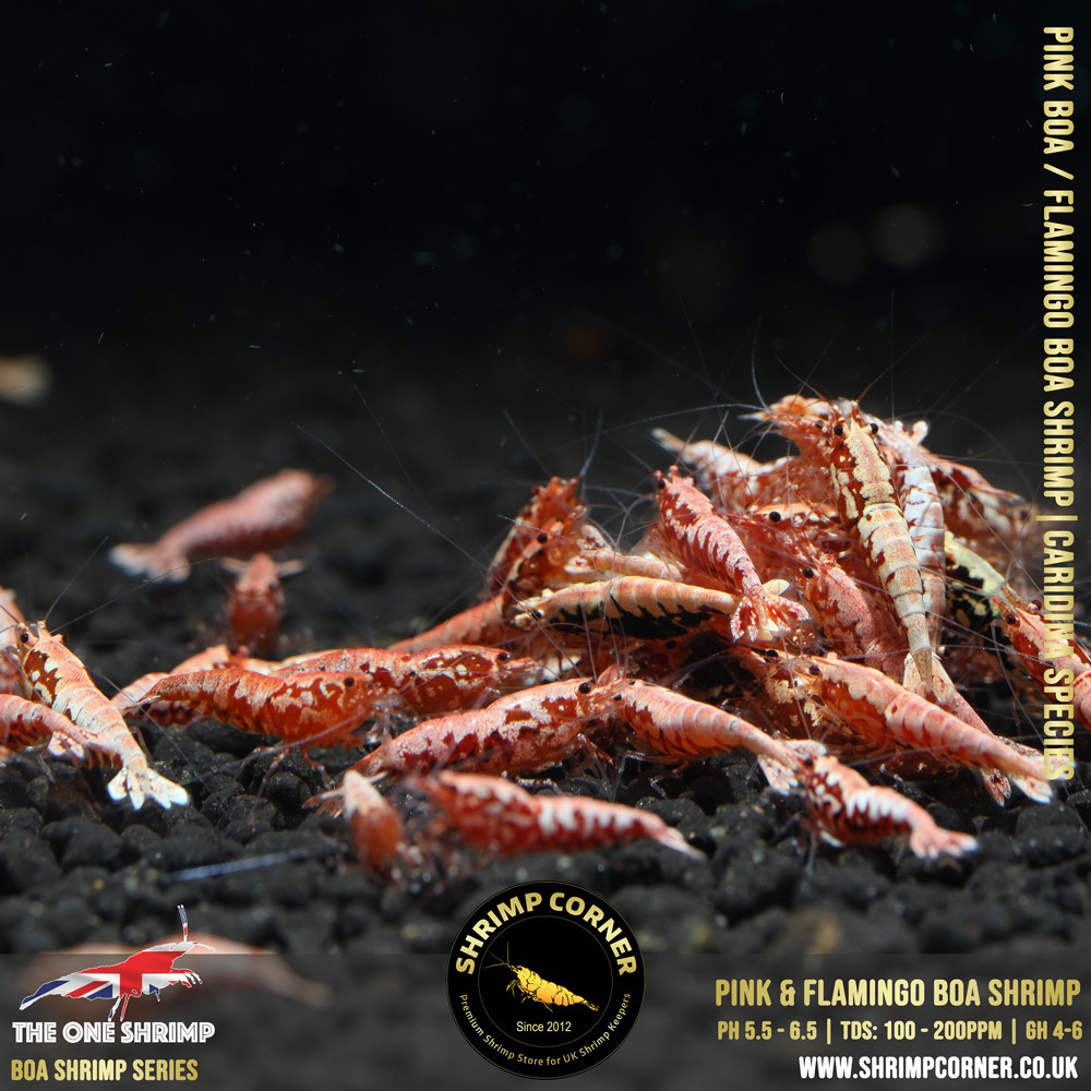 FLAMINGO / PINK BOA Shrimp | SELECT Grade @ Shrimp Corner UK