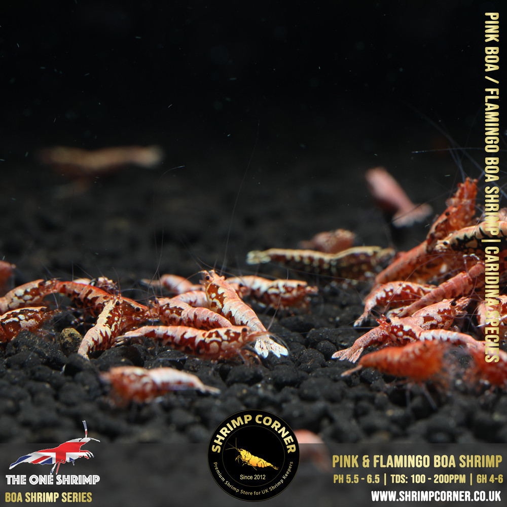FLAMINGO / PINK BOA Shrimp | SELECT Grade @ Shrimp Corner UK 2