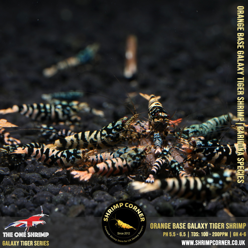 ORANGE GALAXY TIGER Shrimp | From Multi Awards Winning MT5 Shrimp
