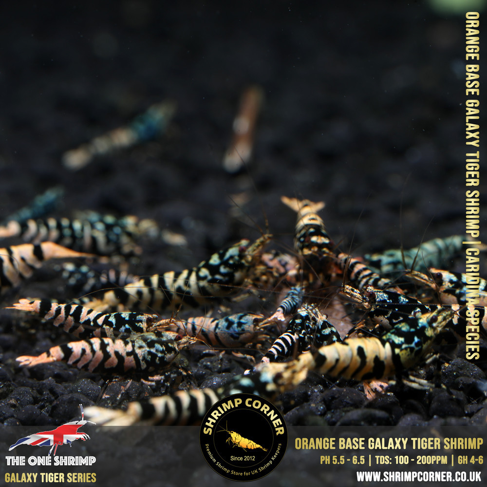 ORANGE GALAXY TIGER Shrimp | From Multi Awards Winning MT5 Shrimp