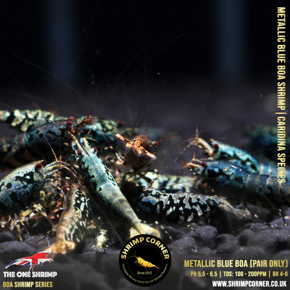 Metallic Blue BOA - Adult Breeding Pair @ Shrimp Corner UK