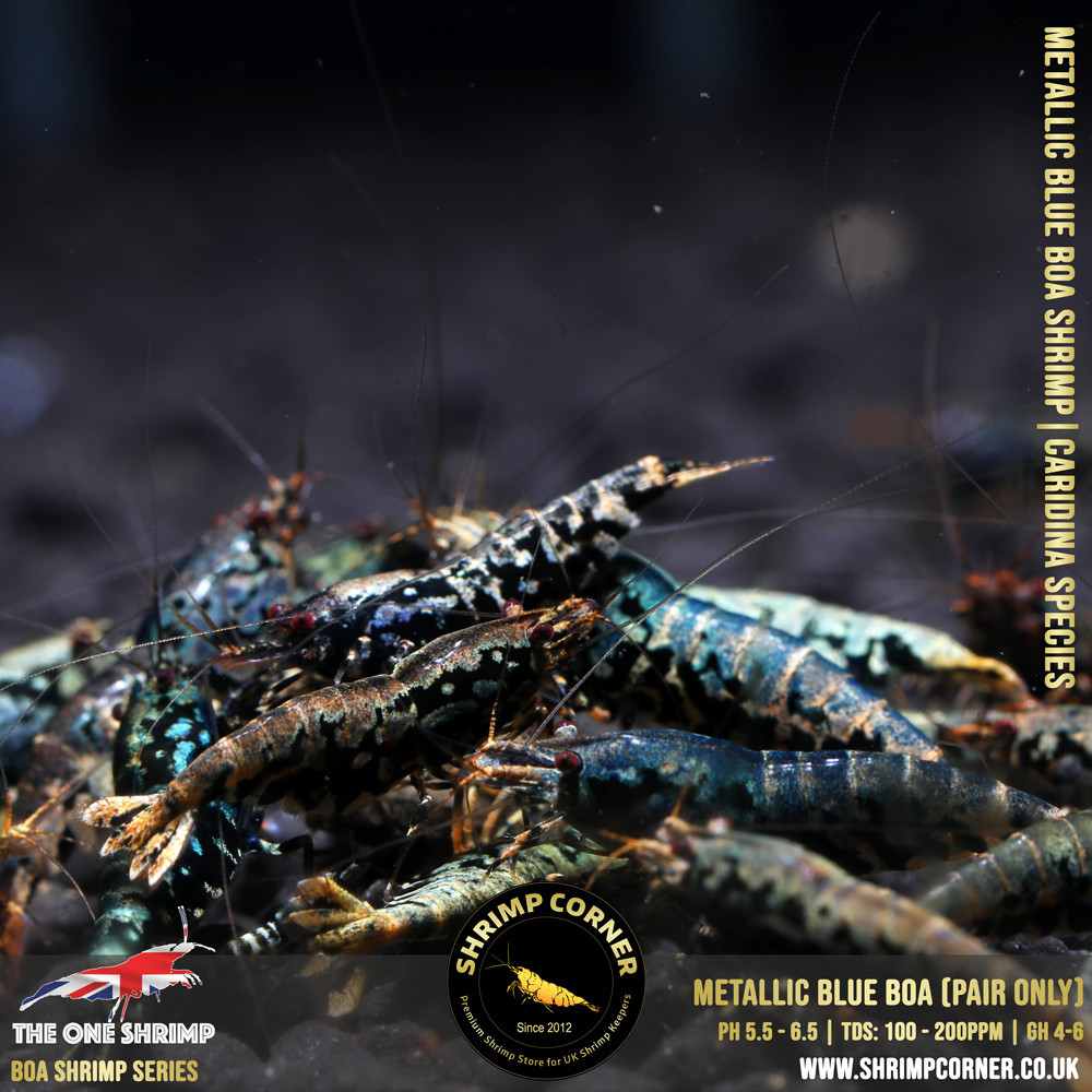 Metallic Blue BOA - Adult Breeding Pair @ Shrimp Corner UK 2
