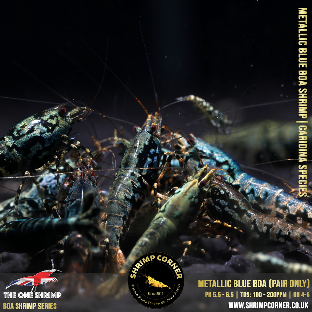 Metallic Blue BOA - Adult Breeding Pair @ Shrimp Corner UK