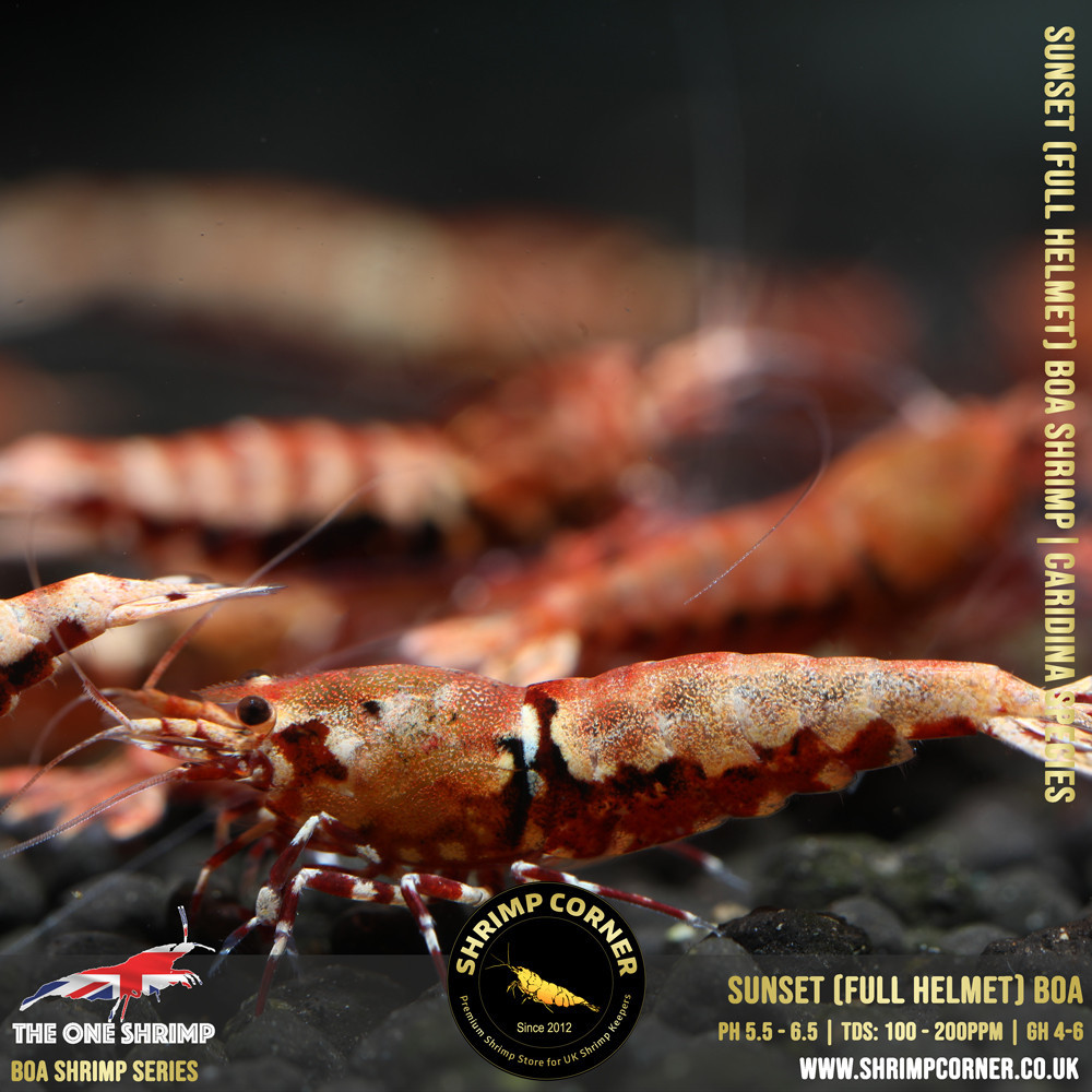 Sunset BOA with Full Helmet @Shrimp Corner UK 2