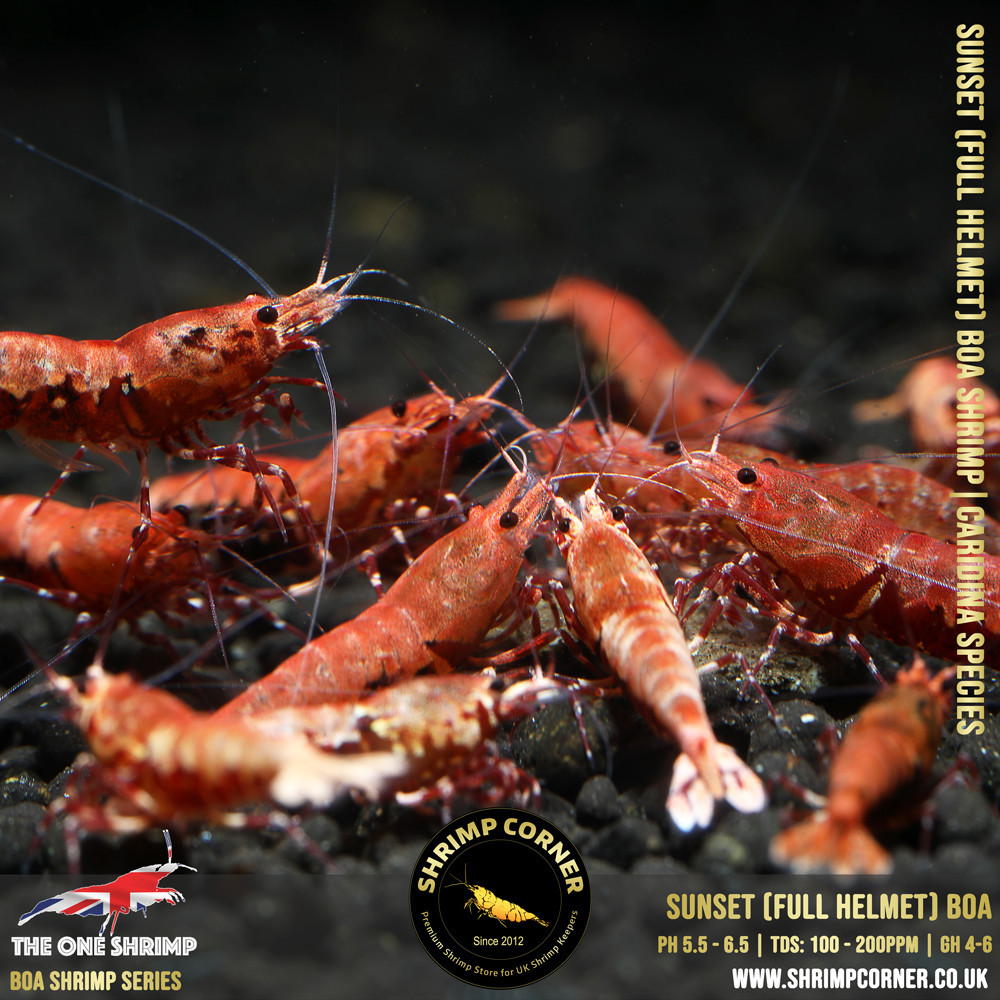 Sunset BOA with Full Helmet @Shrimp Corner UK