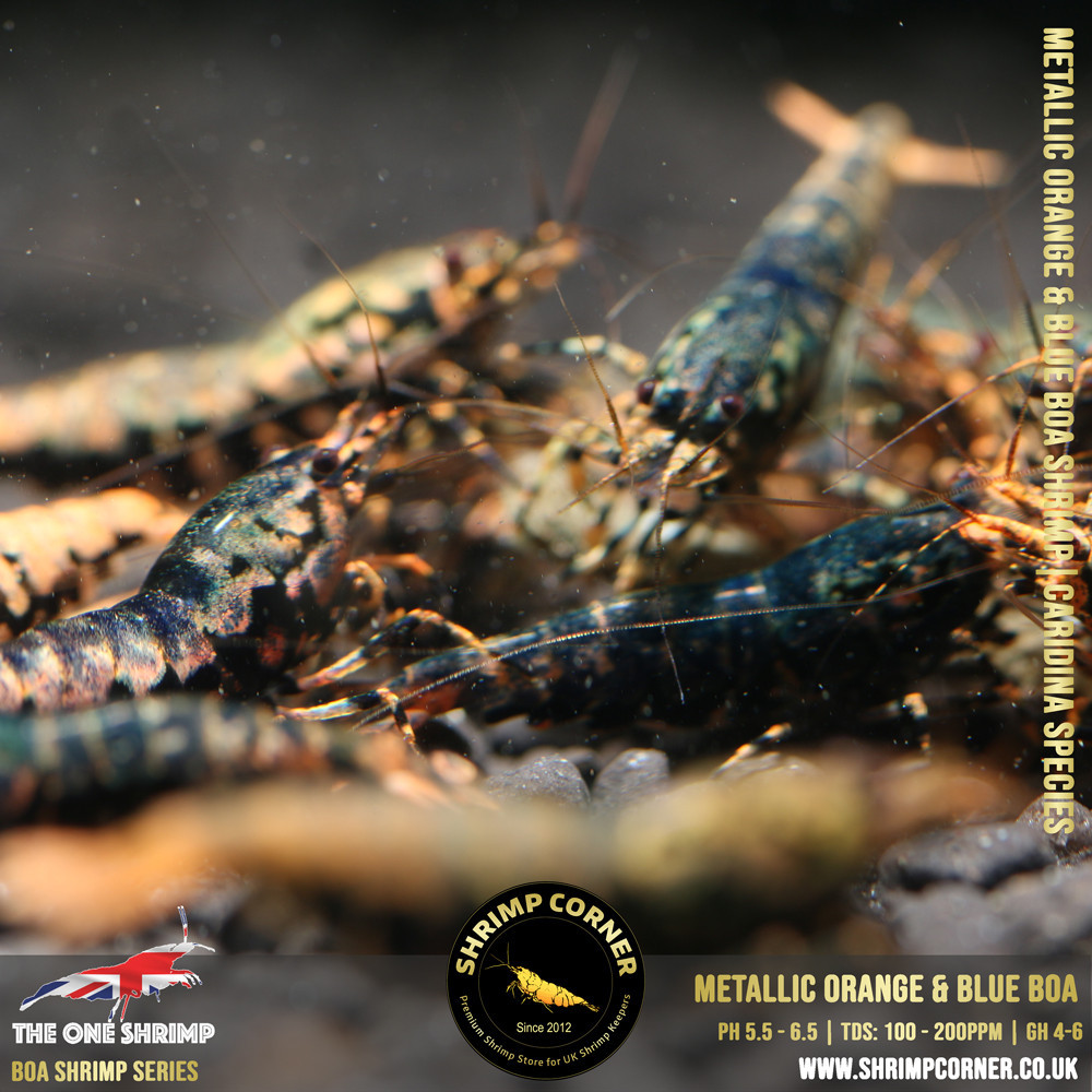 Metallic ORANGE & BLUE BOA - Adult Breeding Pair @ Shrimp Corner UK 2