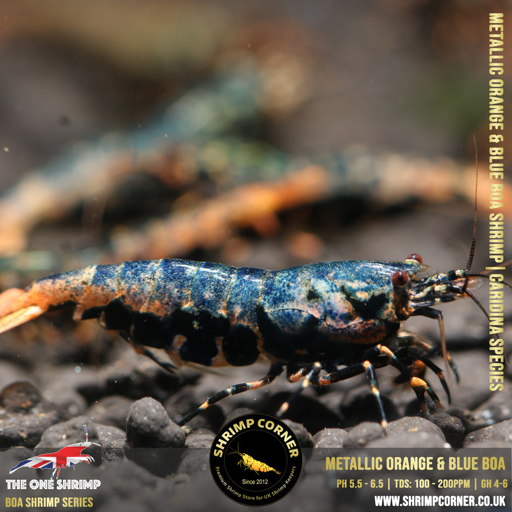 Metallic ORANGE & BLUE BOA - Adult Breeding Pair @ Shrimp Corner UK