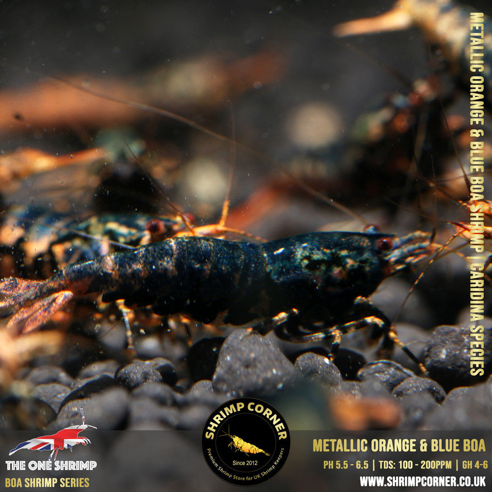 Metallic ORANGE & BLUE BOA - Adult Breeding Pair @ Shrimp Corner UK