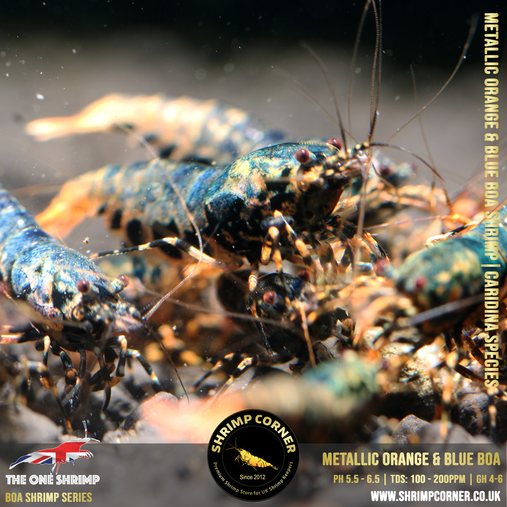 Metallic ORANGE & BLUE BOA - Adult Breeding Pair @ Shrimp Corner UK