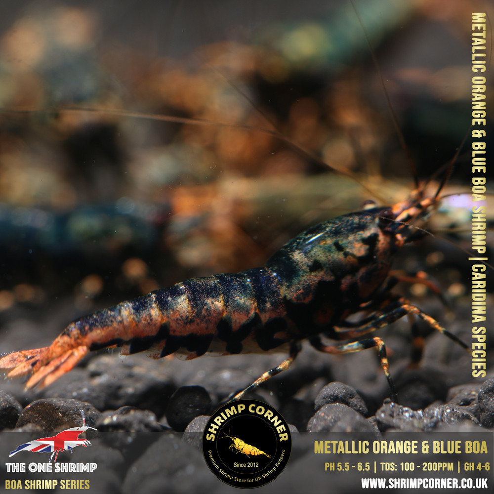 Metallic ORANGE & BLUE BOA - Adult Breeding Pair @ Shrimp Corner UK