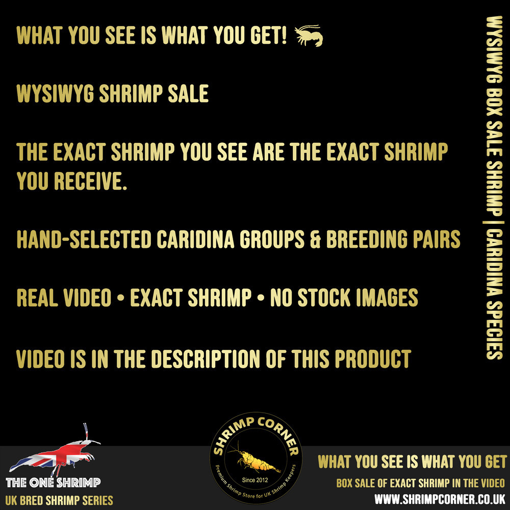 Group of 10 x Pink Base Galaxy Tiger - From Red Wasp Shrimp | WYSIWYG