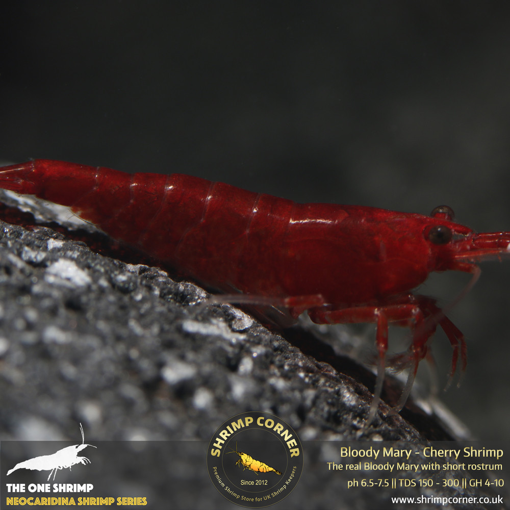 Group of 10 x Bloody Mary Shrimp - UK's Best Selection 2