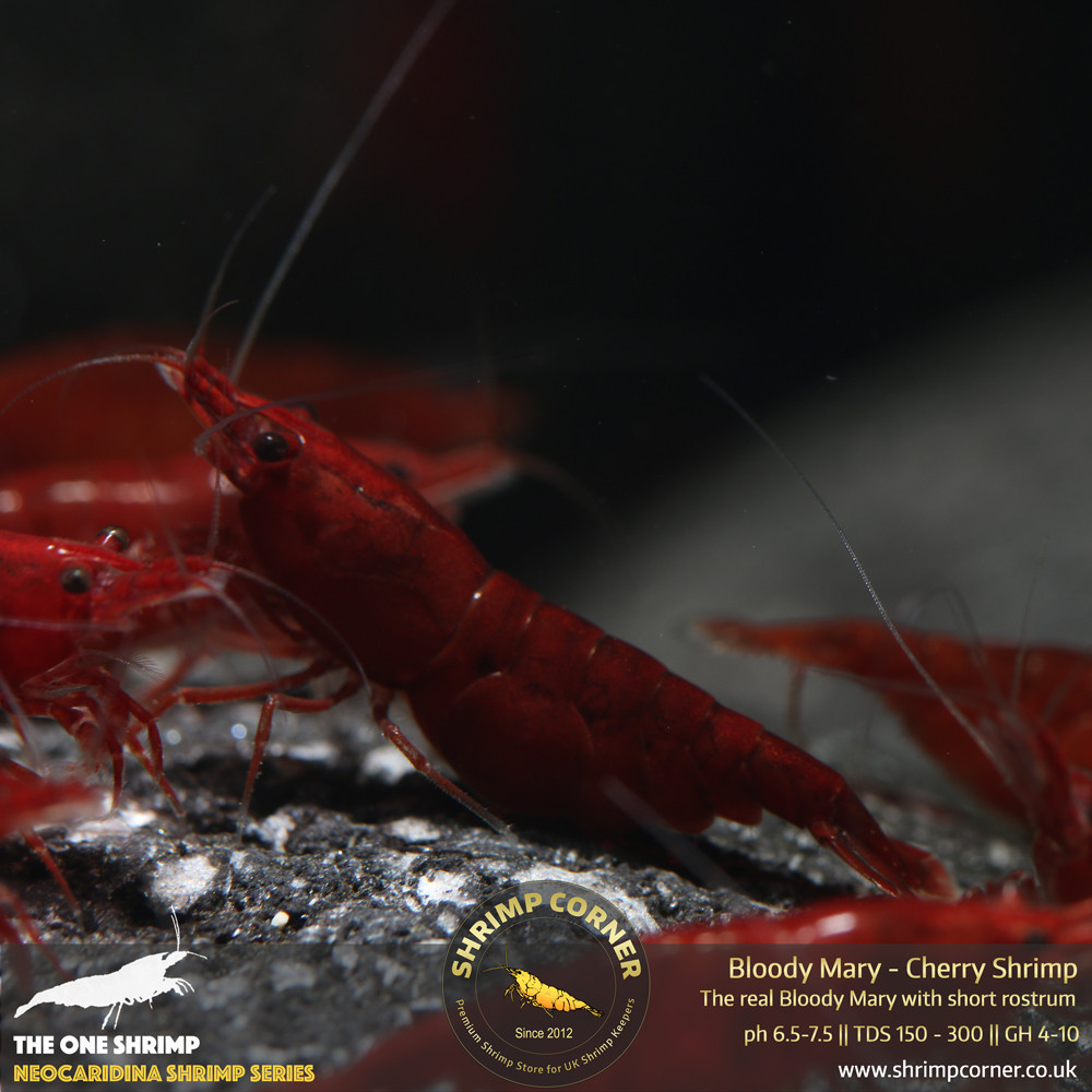 Group of 10 x Bloody Mary Shrimp - UK's Best Selection