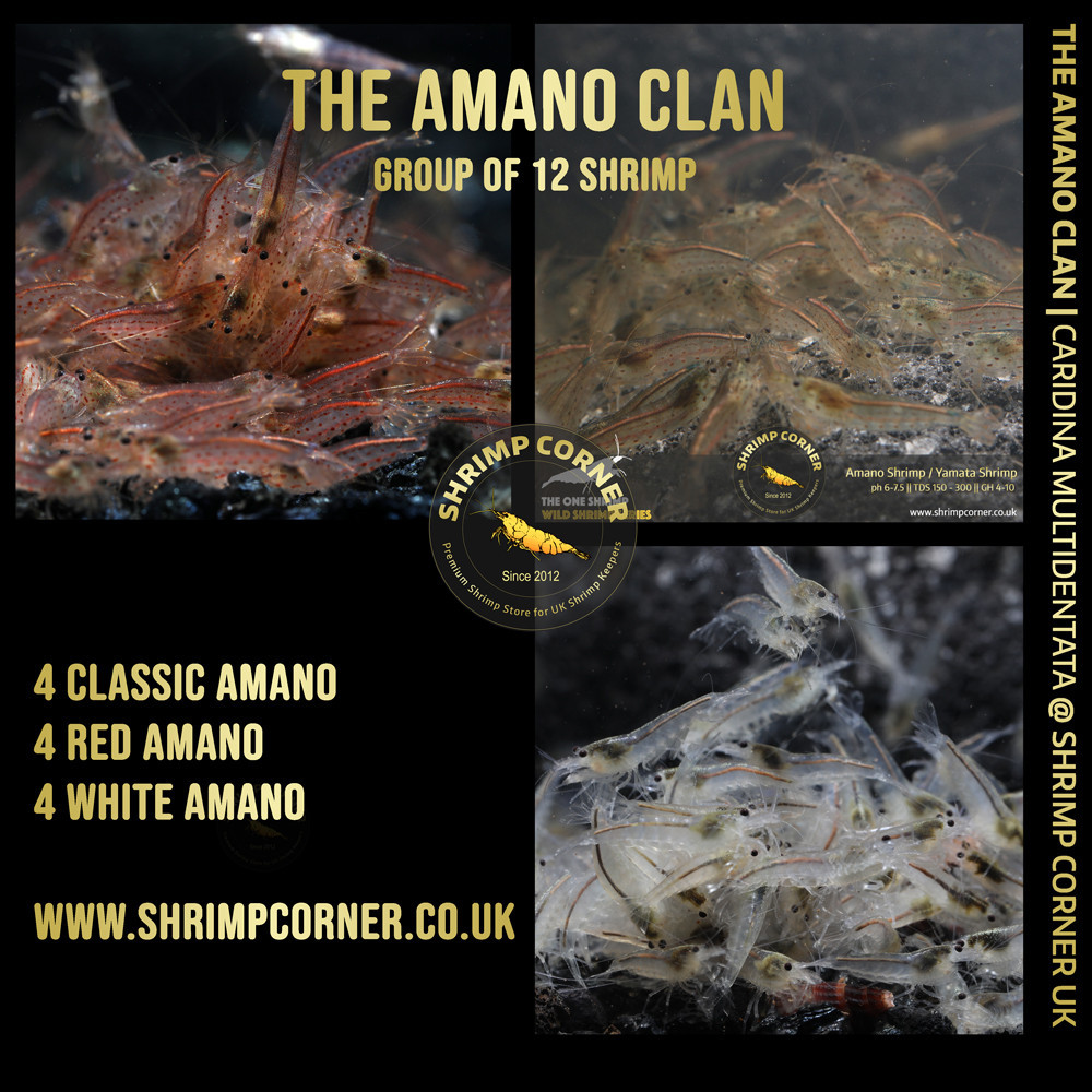 THE AMANO CLAN Shrimp | Caridina Multidentata Species