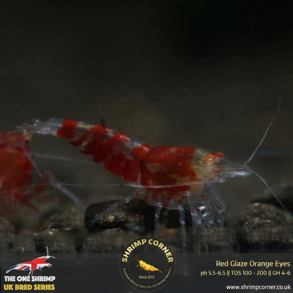 Red Glaze Orange Eyes Shrimp @ Shrimp Corner