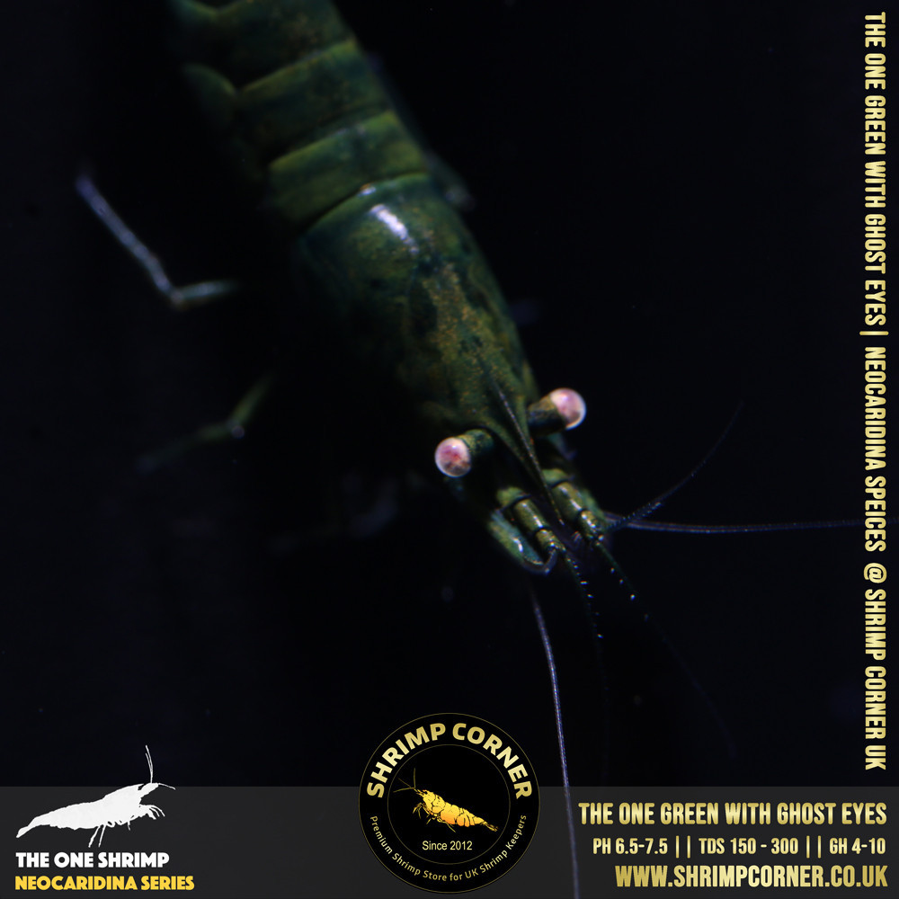 Green Jade with White/ Orange Eyes | Neocaridina Species 2