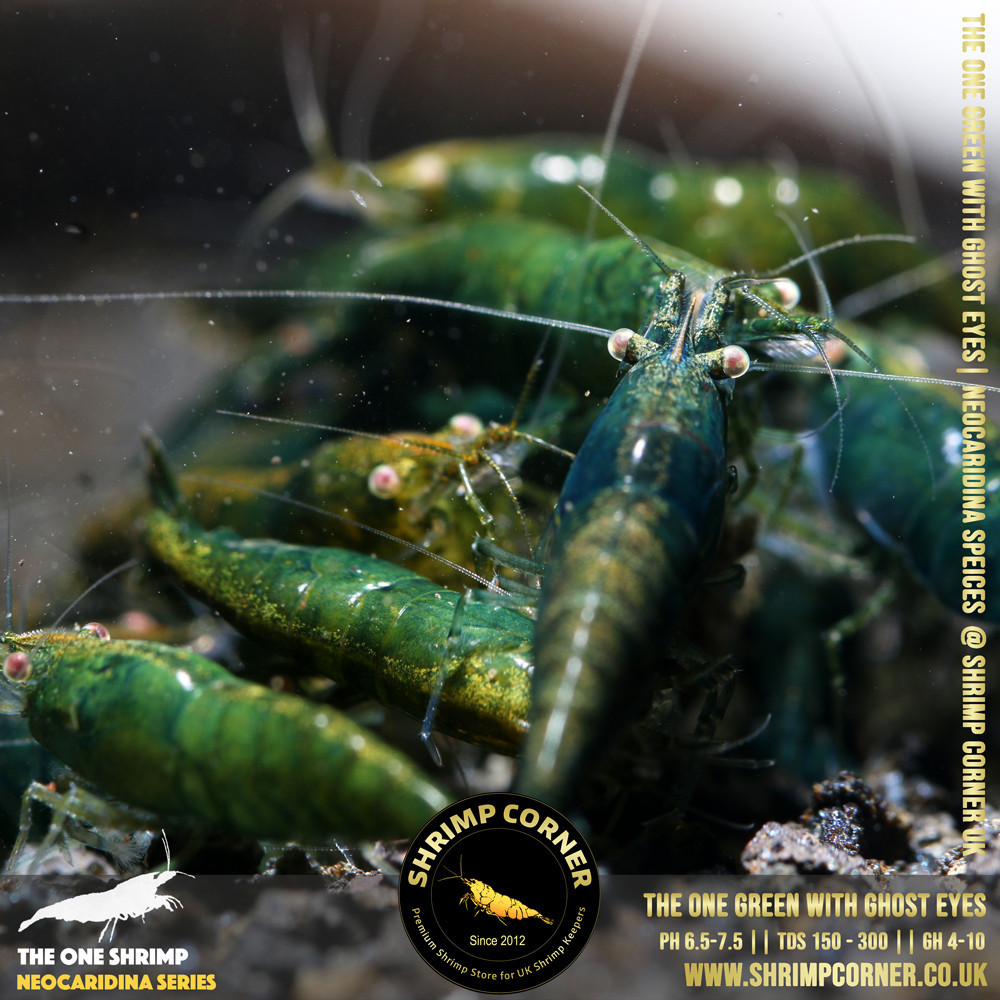 Green Jade with White/ Orange Eyes | Neocaridina Species