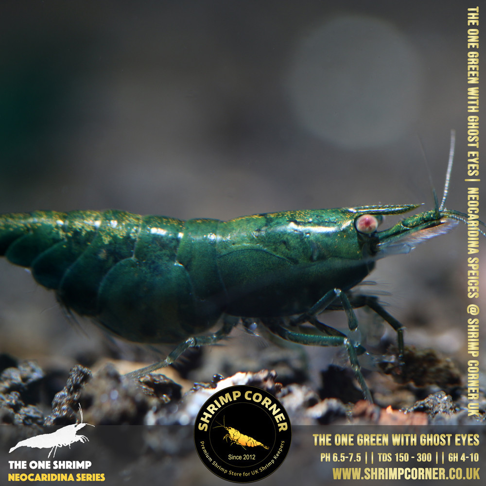 Green Jade with White/ Orange Eyes | Neocaridina Species
