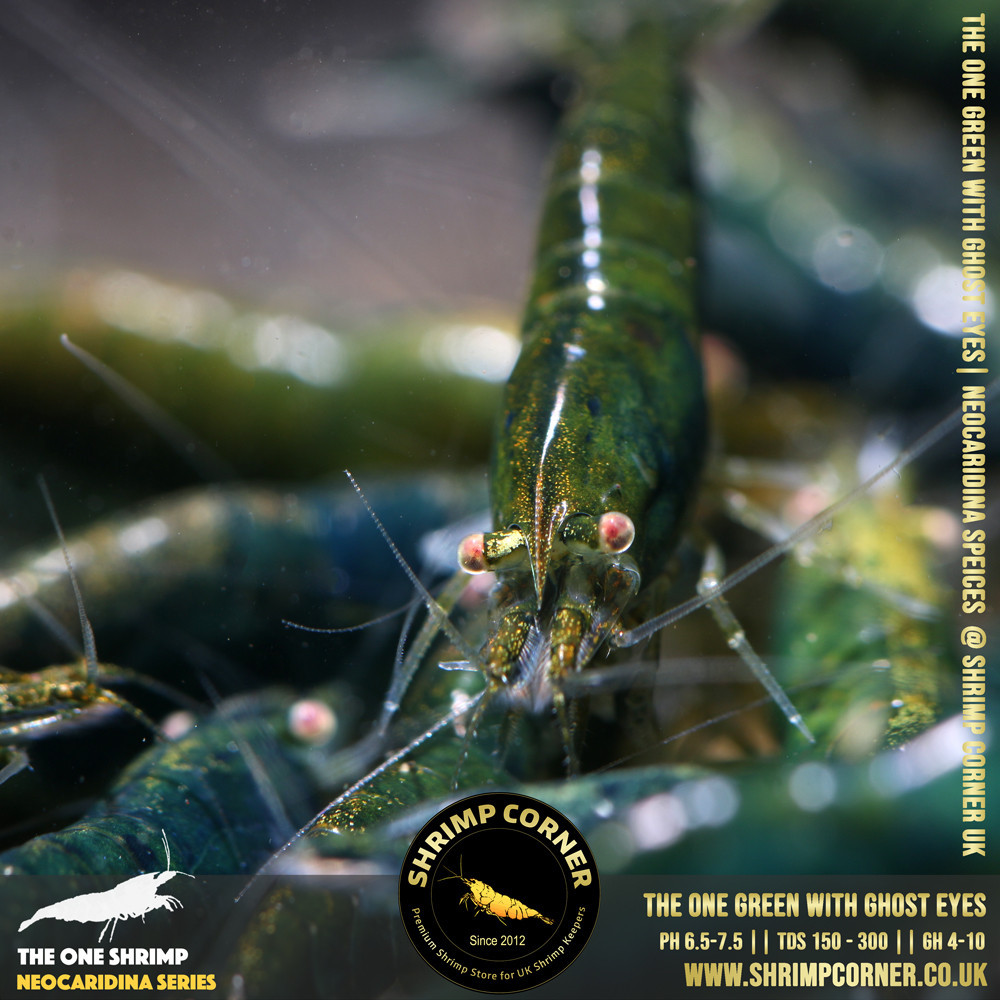 Green Jade with White/ Orange Eyes | Neocaridina Species
