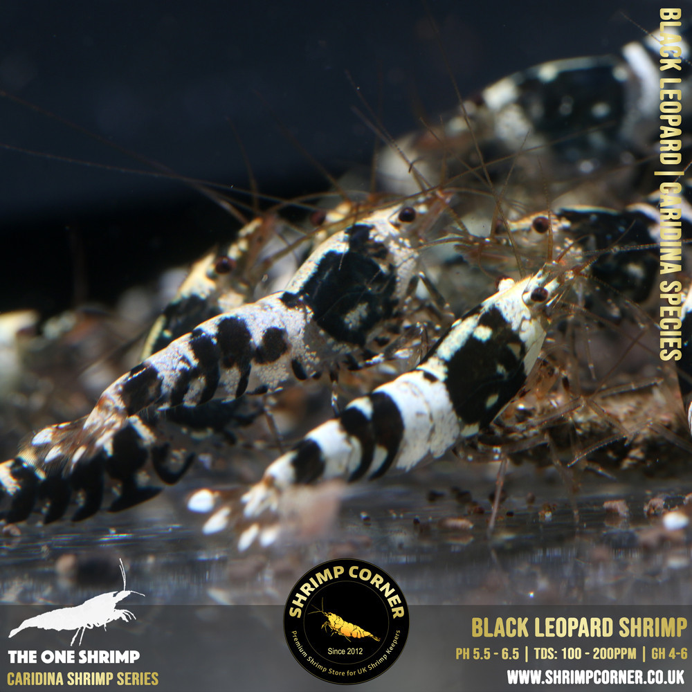 Black Leopard - New Caridina Species @ Shrimp Corner UK