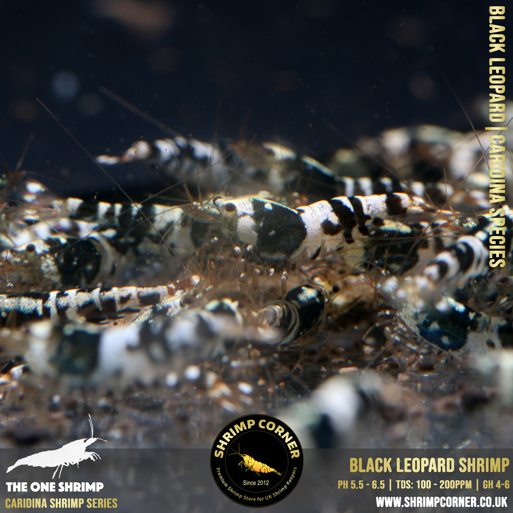 Black Leopard - New Caridina Species @ Shrimp Corner UK 2