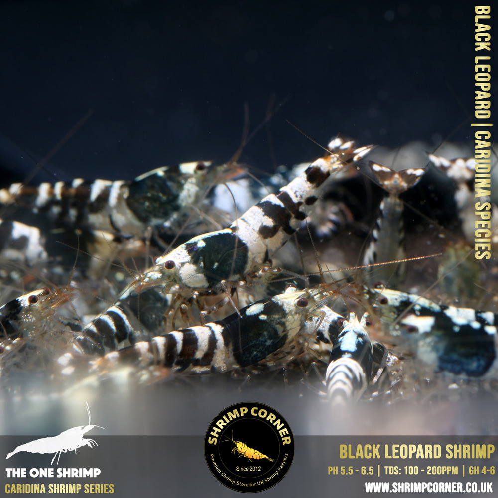 Black Leopard - New Caridina Species @ Shrimp Corner UK