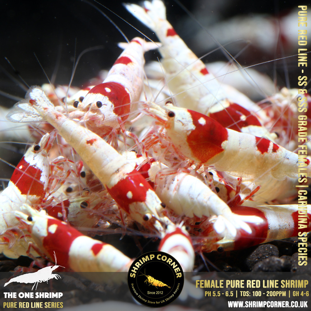 Female Pure Red Line - SSS Grade with Crown and Flowerhead Pattern