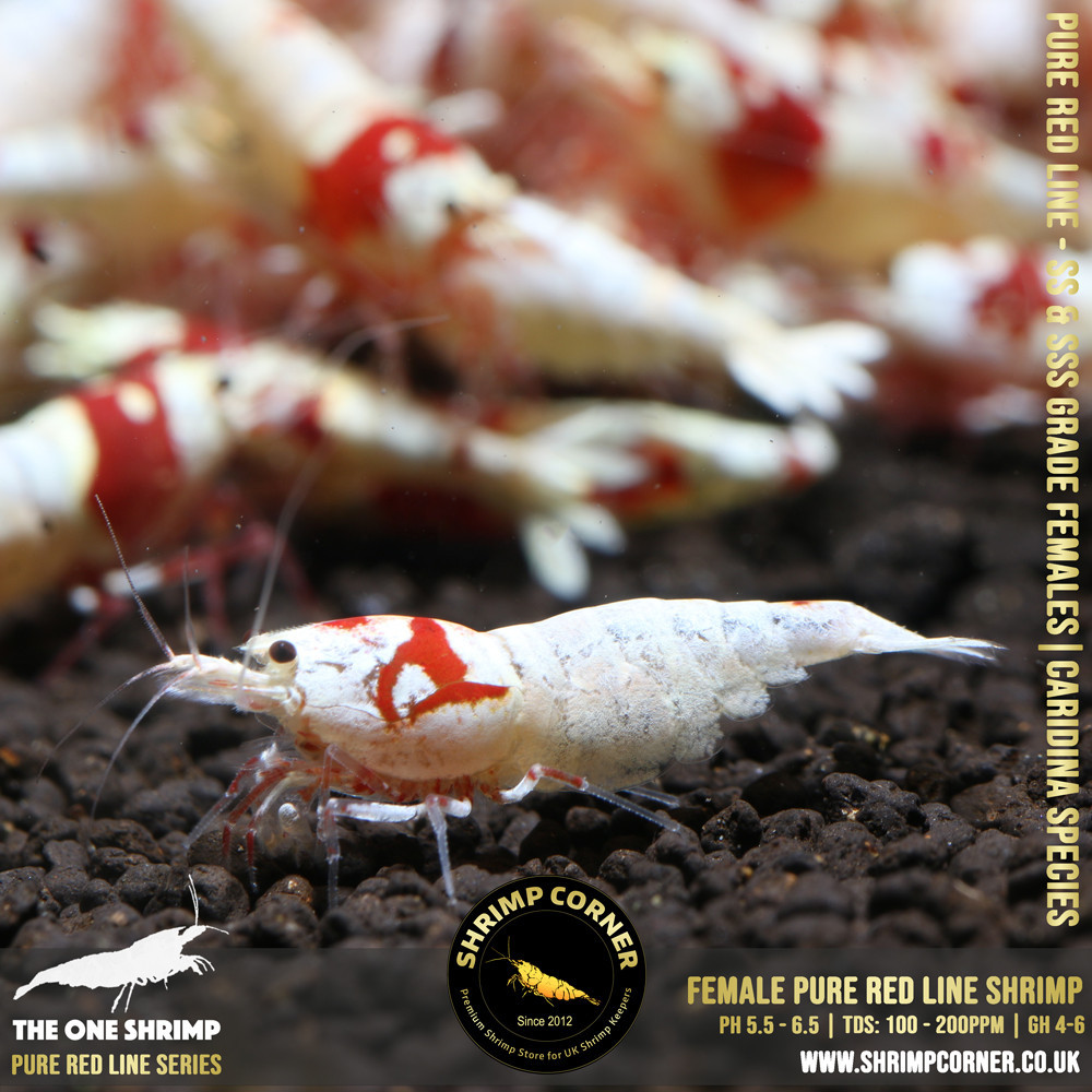 Female Pure Red Line - SSS Grade with Crown and Flowerhead Pattern 2