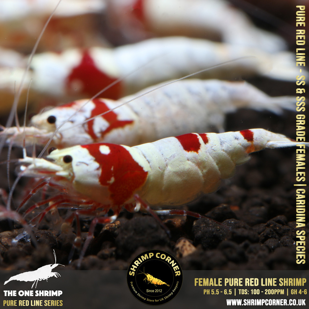 Female Pure Red Line - SSS Grade with Crown and Flowerhead Pattern
