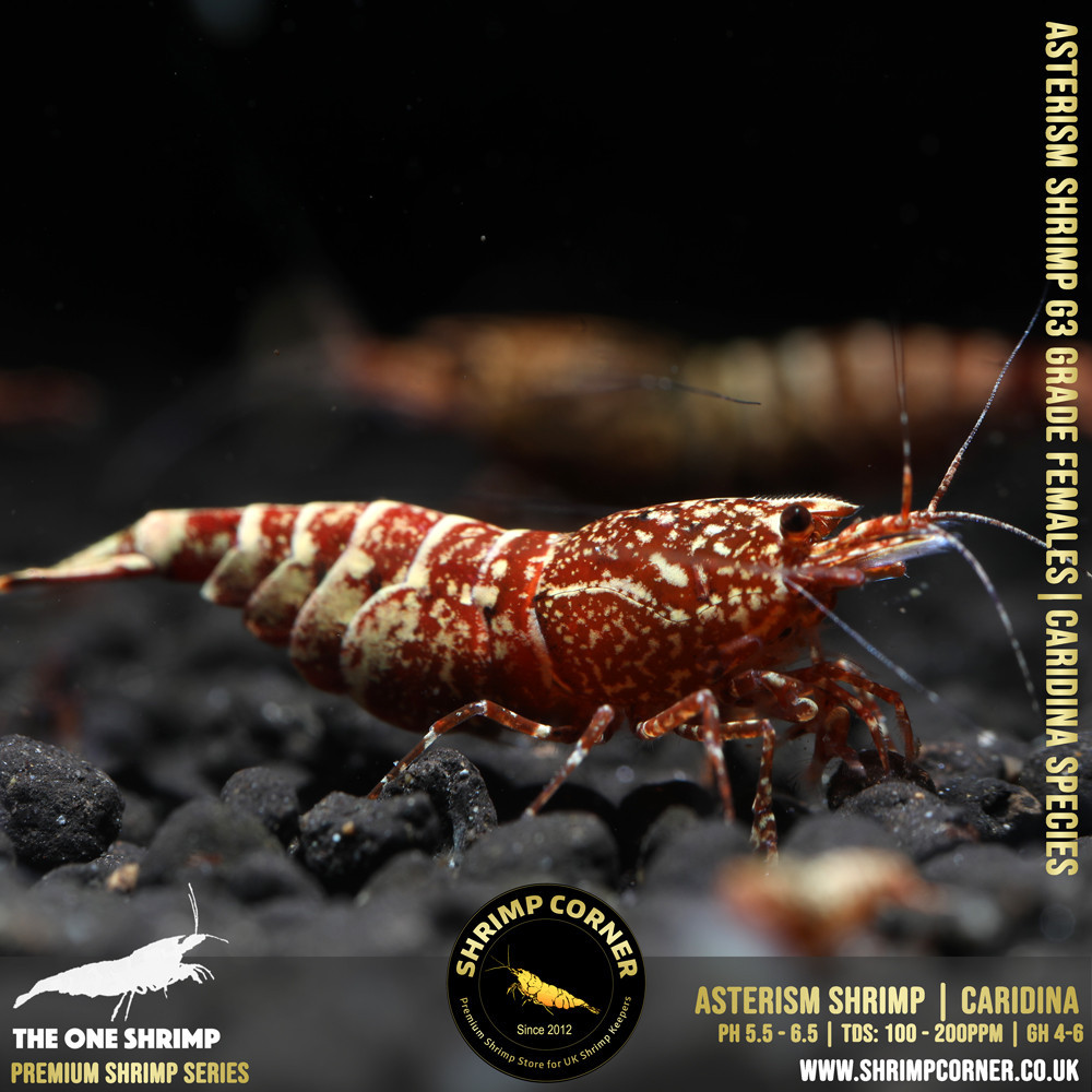 Red Asterism FEMALE - G3 Grade @ Shrimp Corner