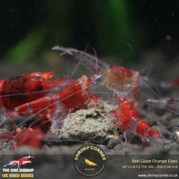 Red Glaze Orange Eyes Shrimp @ Shrimp Corner