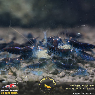 Orange Eyes Blue Tiger (OEBT) Shrimp - 1cm 2