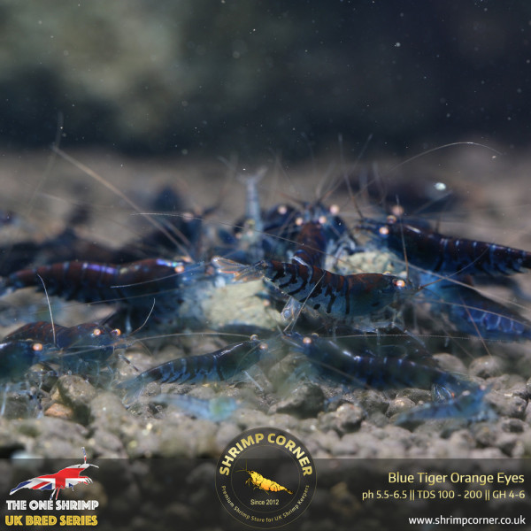 Orange Eyes Blue Tiger (OEBT) Shrimp - 1cm