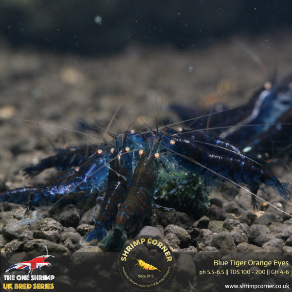 Orange Eyes Blue Tiger (OEBT) Shrimp - 1cm