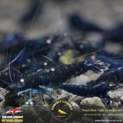 Black Tiger Orange Eyes BT0 Shrimp