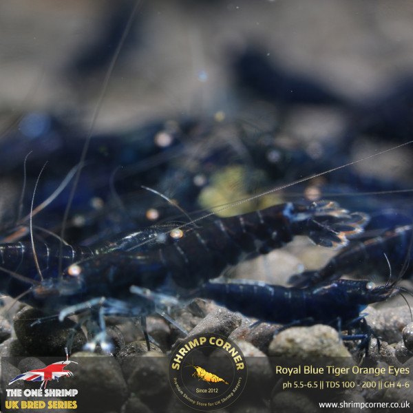 Black Tiger Orange Eyes BT0 Shrimp