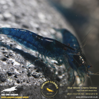Blue Velvet Shrimp @ Shrimp Corner