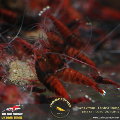 Red Extreme - Full Red Taiwan Bee Shrimp