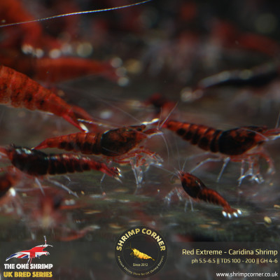 Red Extreme - Full Red Taiwan Bee Shrimp 2