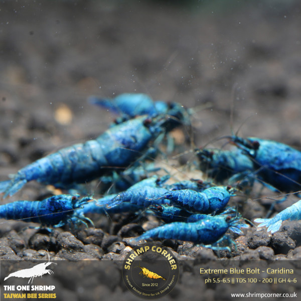 Blue Bolt -  Extreme Blue Grade