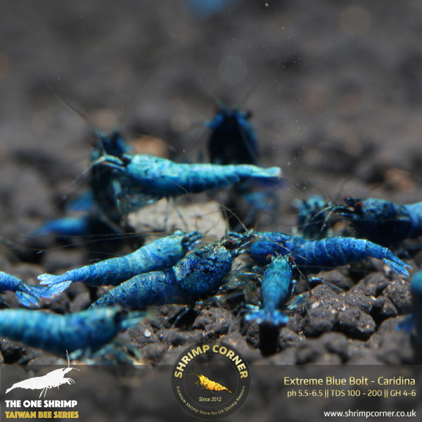 Blue Bolt -  Extreme Blue Grade