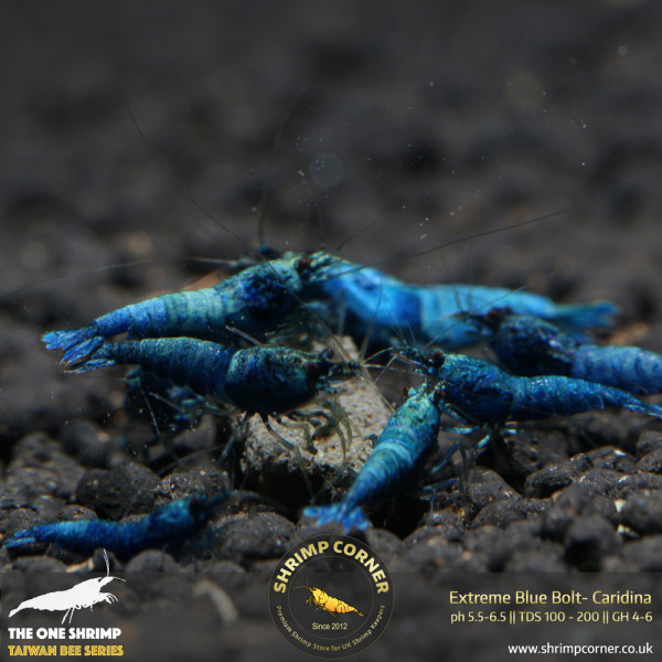 Blue Bolt -  Extreme Blue Grade