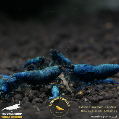 Blue Bolt -  Extreme Blue Grade