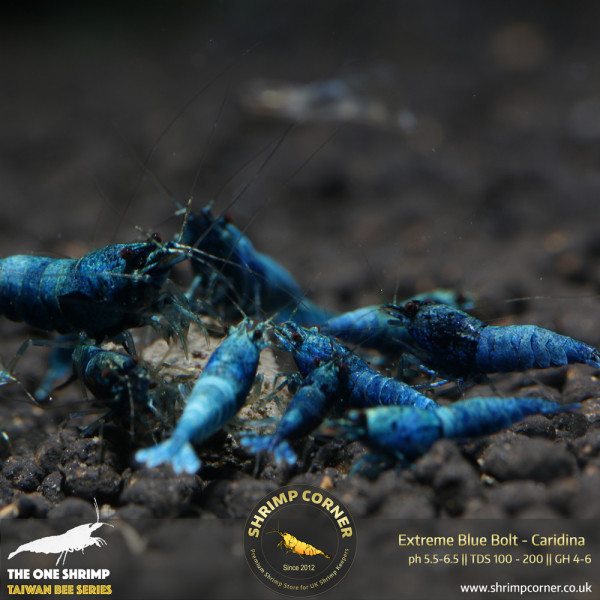 Blue Bolt -  Extreme Blue Grade