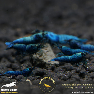 Blue Bolt -  Extreme Blue Grade