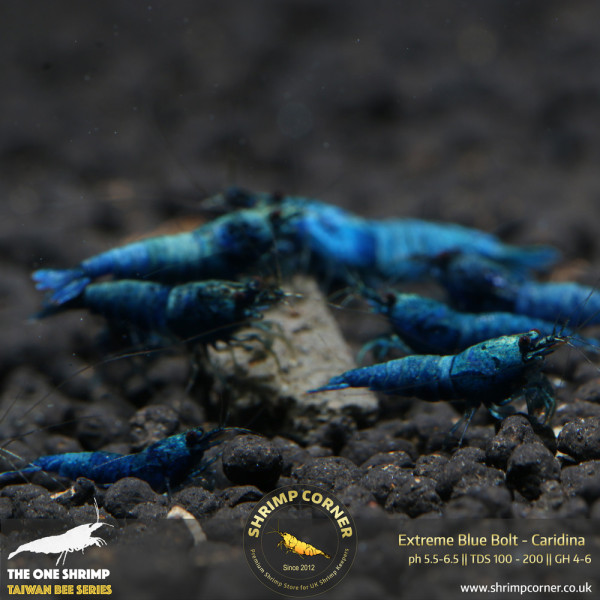 Blue Bolt -  Extreme Blue Grade