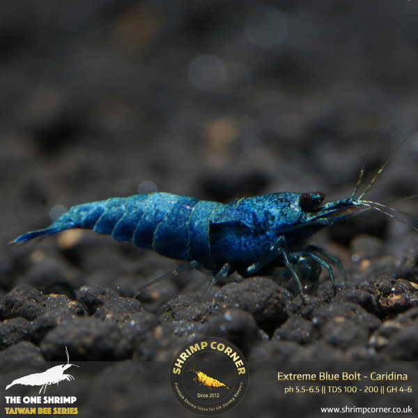 Blue Bolt -  Extreme Blue Grade