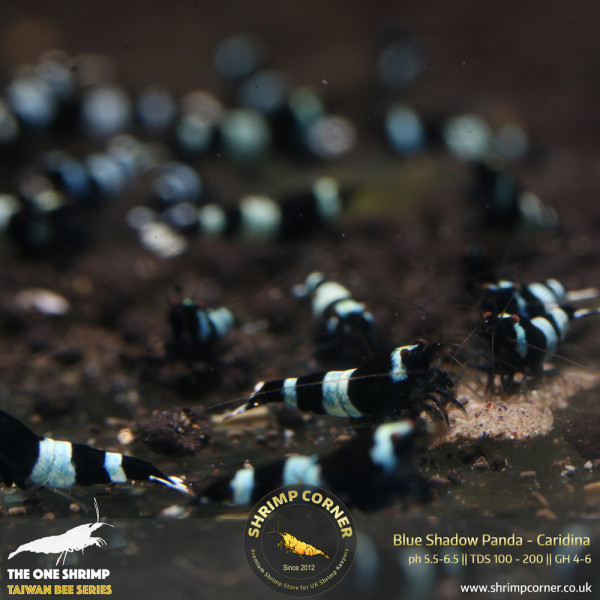 Blue Shadow Panda