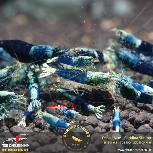 Ocean Blue Shrimp @ Shrimp Corner UK