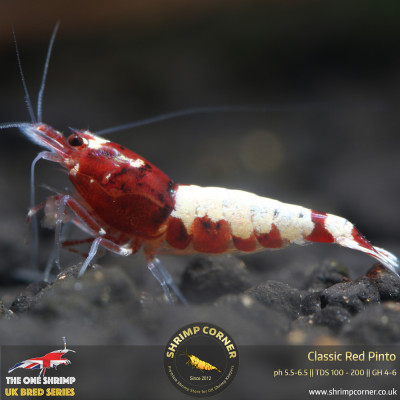 Classic Red Pinto Shrimp 2